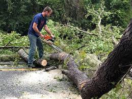 Professional Tree Removal in Rome, NY